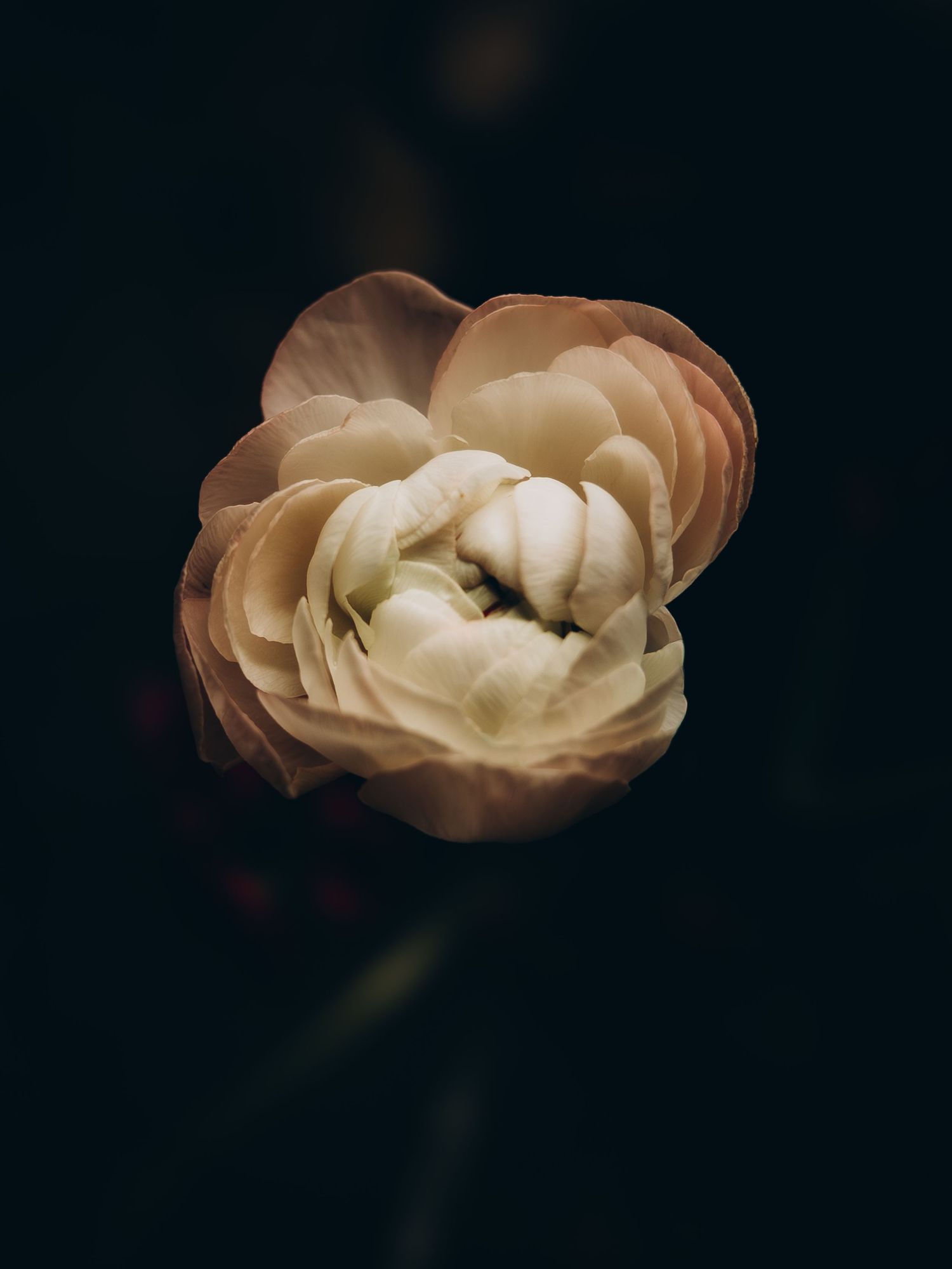 Christi Shay Fine Art Photography Botanical