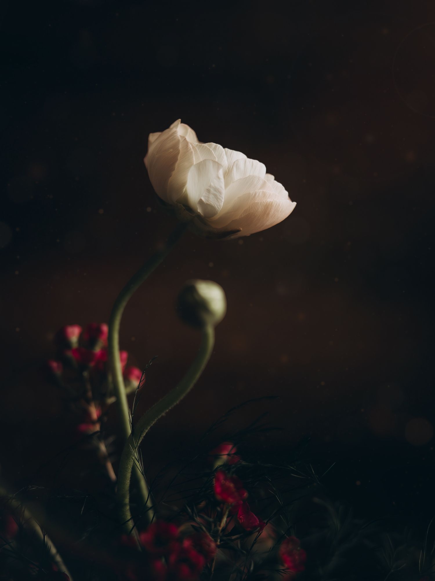 Christi Shay Fine Art Photography Botanical