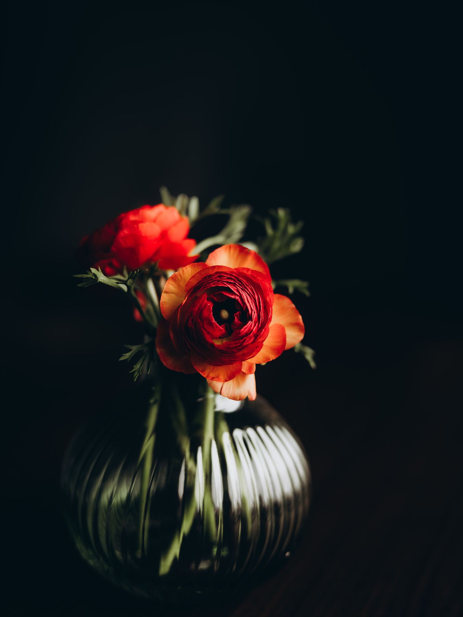 Christi Shay Fine Art Photography Botanical