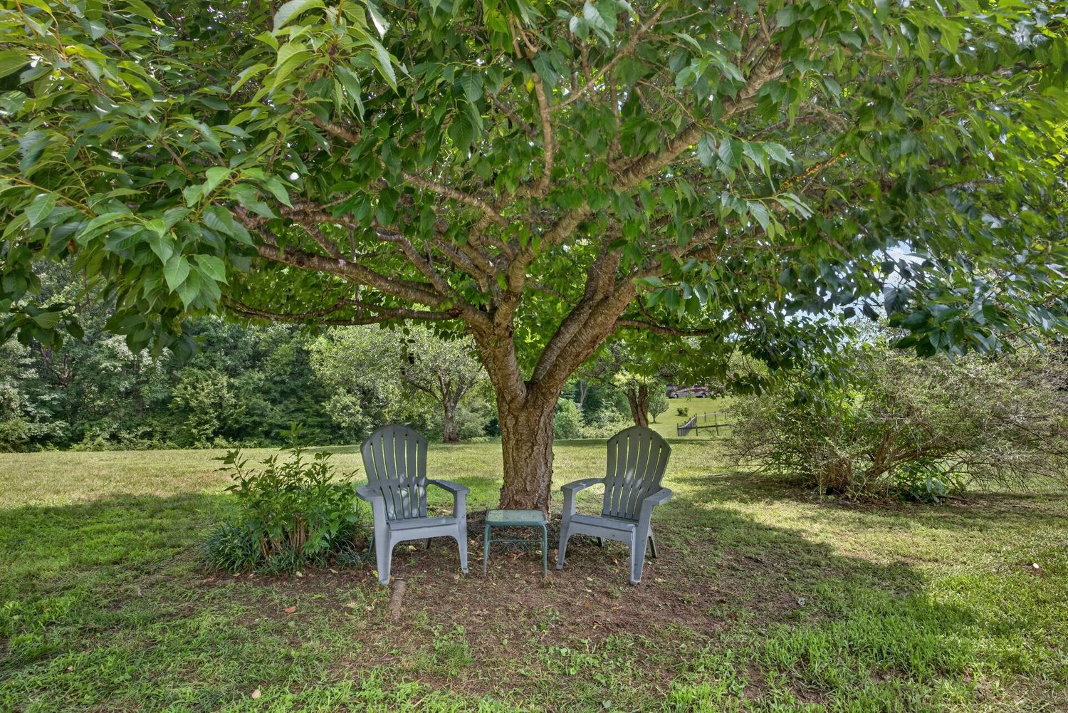 Two gray Adirondack chairs sit beneath a sprawling tree in a lush green backyard garden setting.