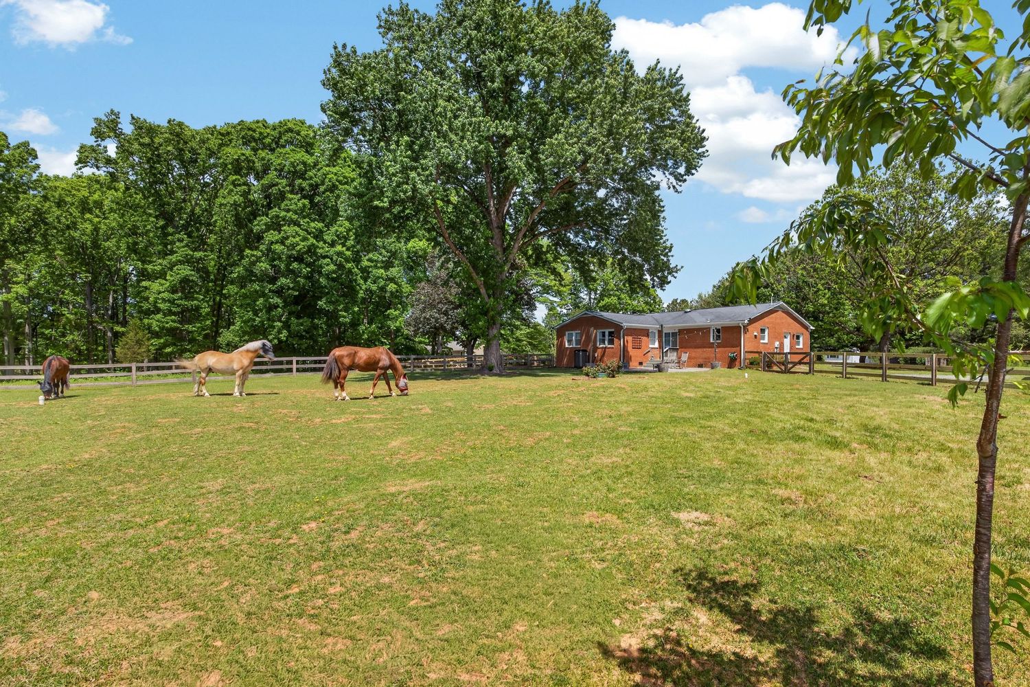Two brown horses grazing in a lush green pasture with a red barn and tall trees in the background.