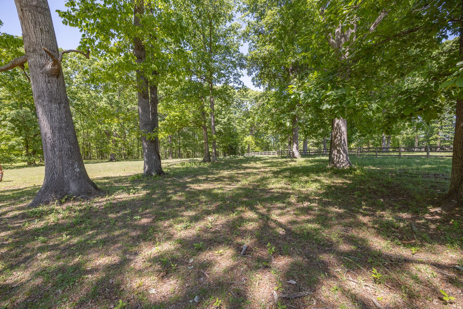 Shaded park landscape with tall mature trees casting shadows on green grass in a serene wooded setting.