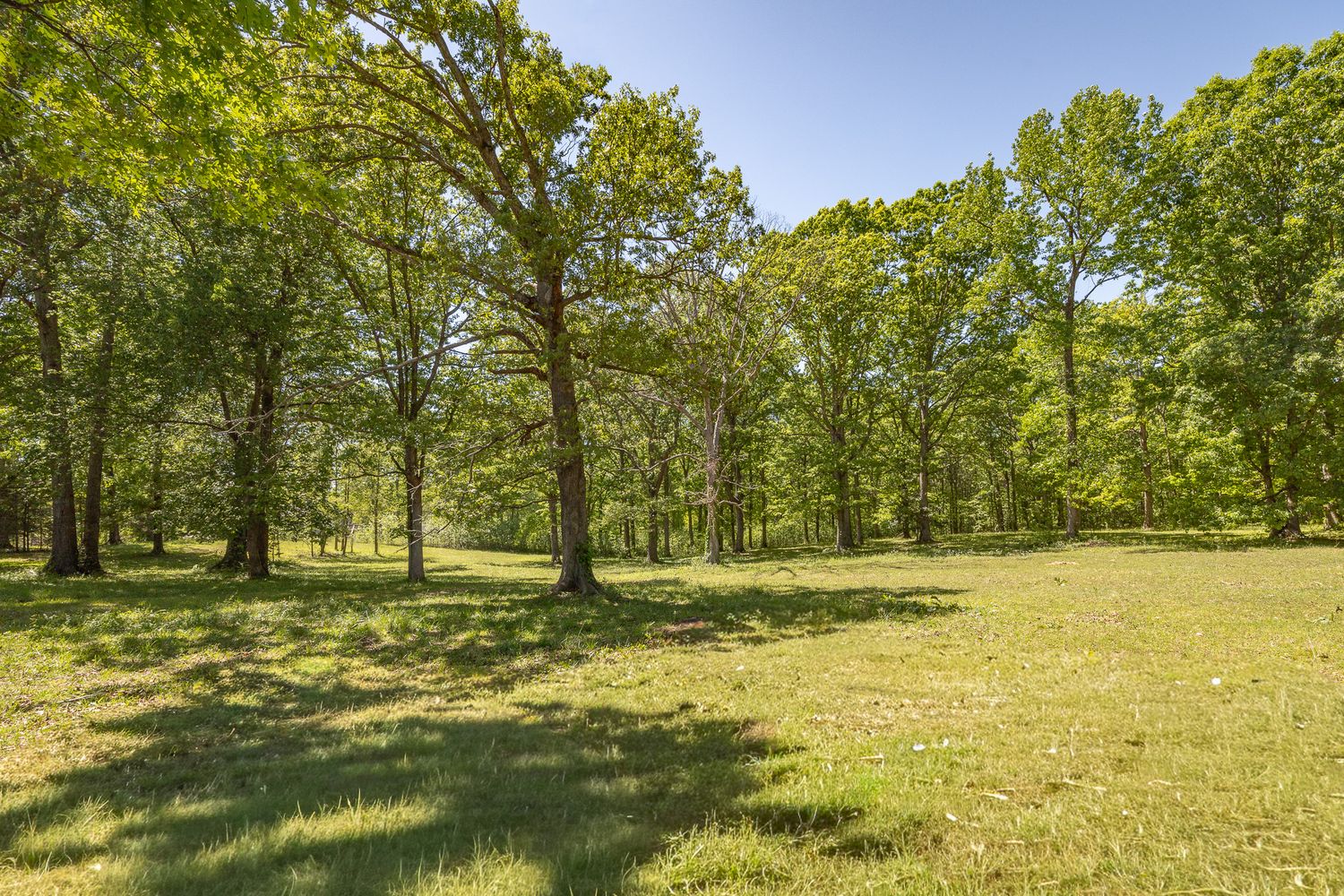 Lush green meadow surrounded by tall oak trees casting shadows on sunny day in a serene park setting.