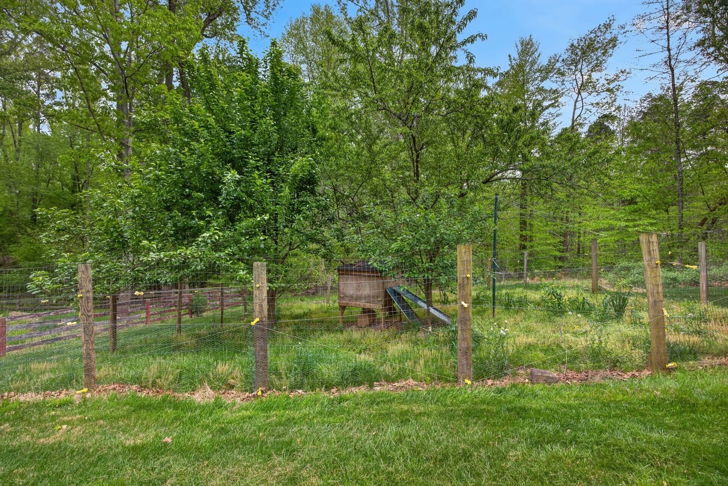 Fenced backyard enclosure with wooden shelter surrounded by lush green trees and grass in a wooded setting.