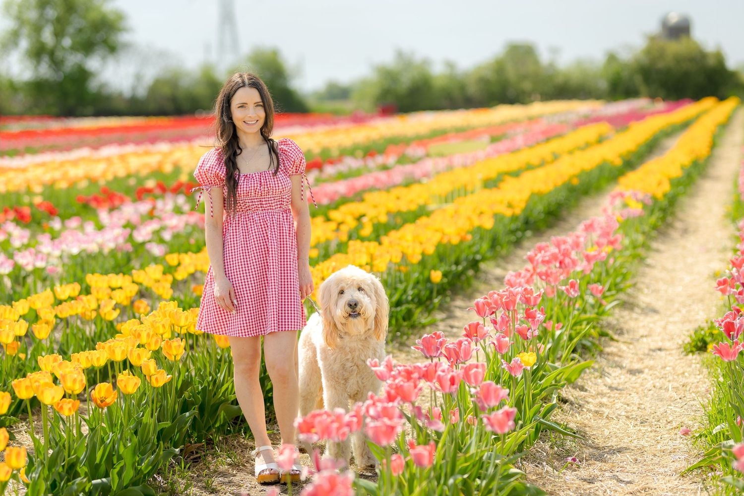 A person in a pink dress walks a golden doodle dog through colourful rows of blooming spring tulips in a field. Ottawa Portrait Photographer