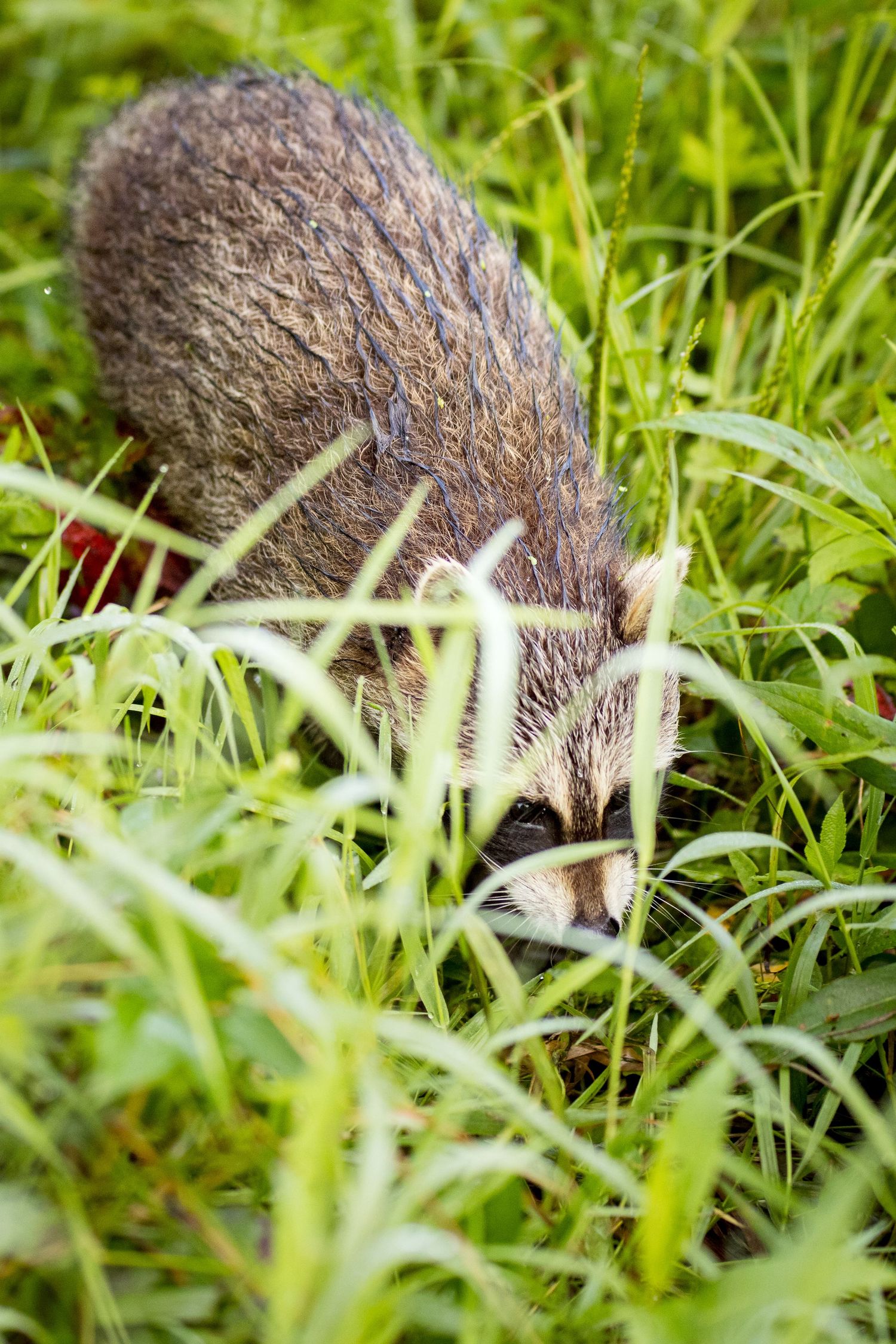 Canadian Wildlife Photographer | Tim Gowling Photography
