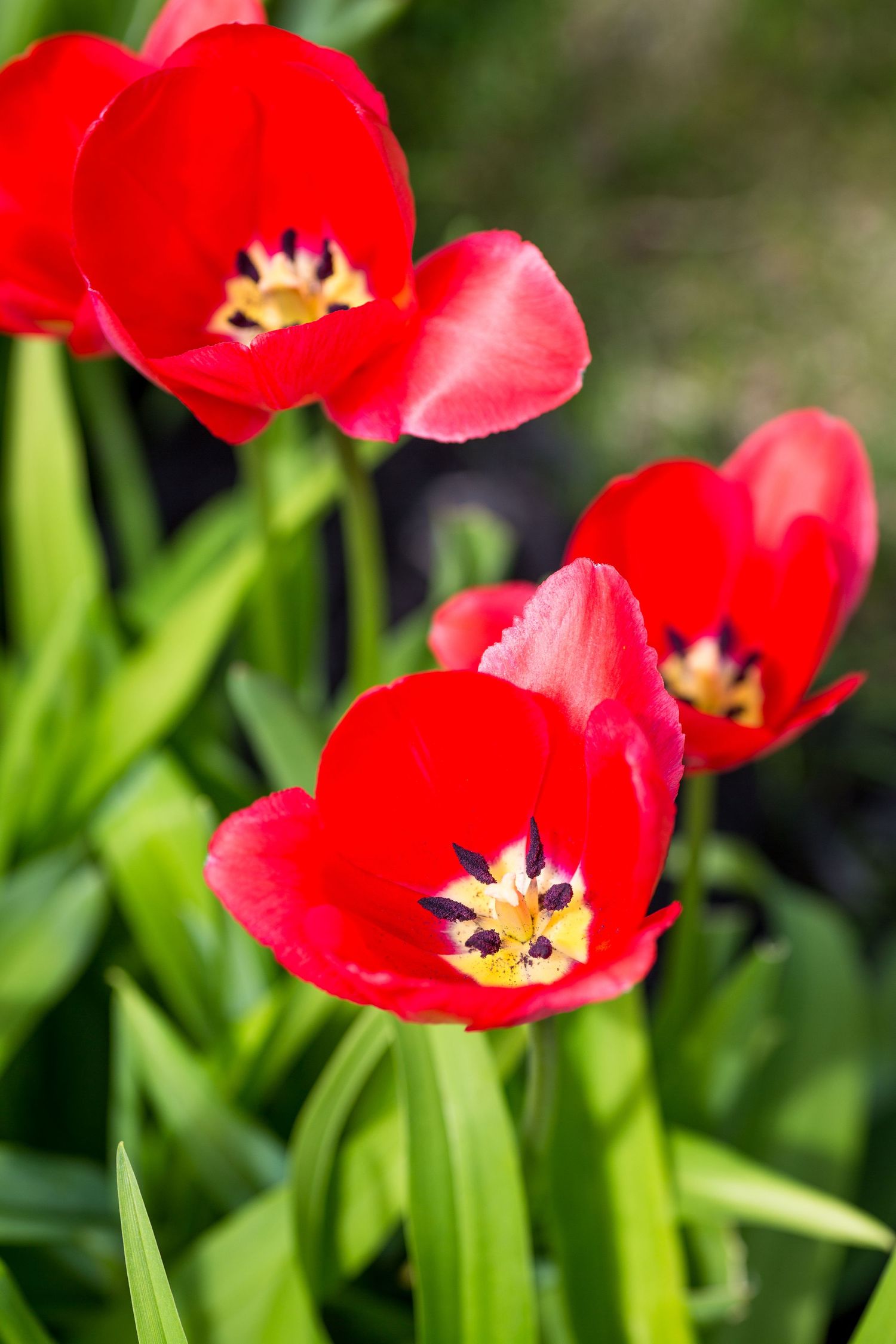 Vibrant red tulips with delicate white centers bloom against lush green foliage in morning light.