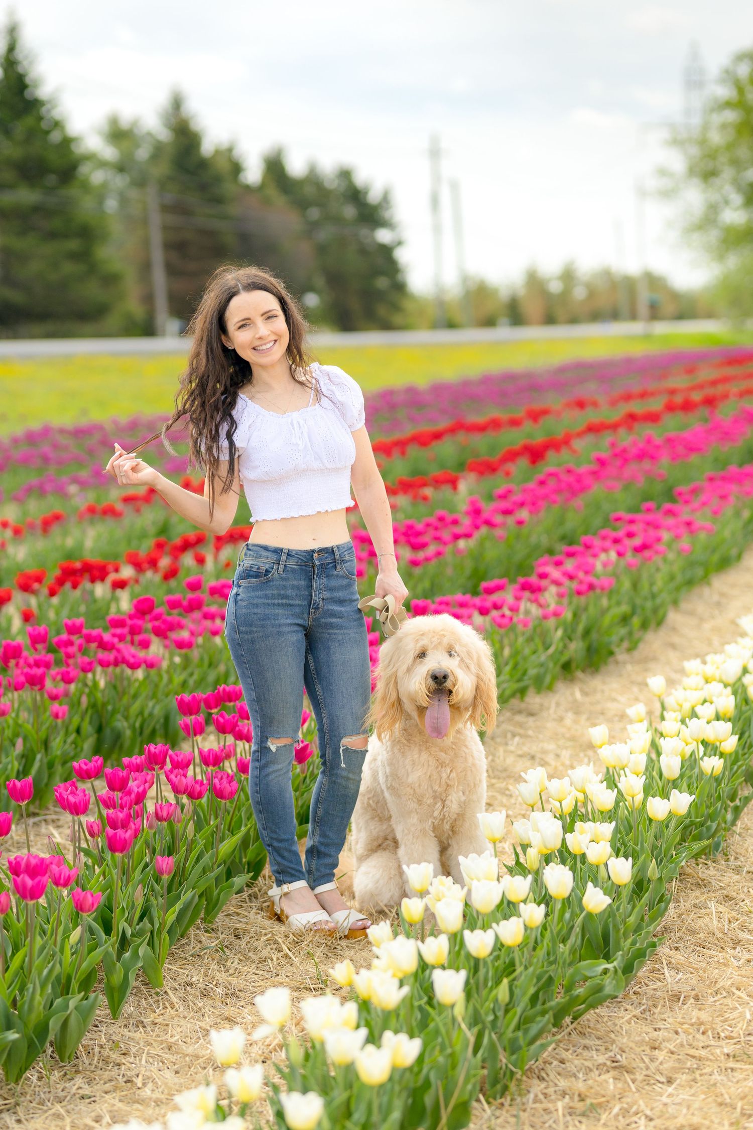 A golden doodle dog sits beside rows of vibrant pink and white tulips on a dirt path in a spring garden. Ottawa Portrait Photographer