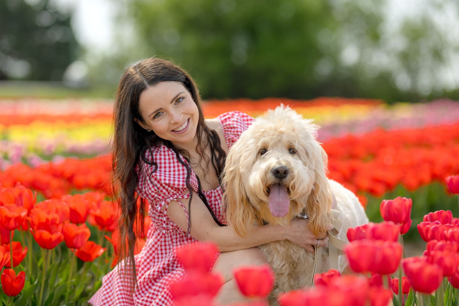Woman in red gingham dress sits with fluffy white dog among vibrant red tulip fields on sunny spring day. Ottawa Portrait Photographer