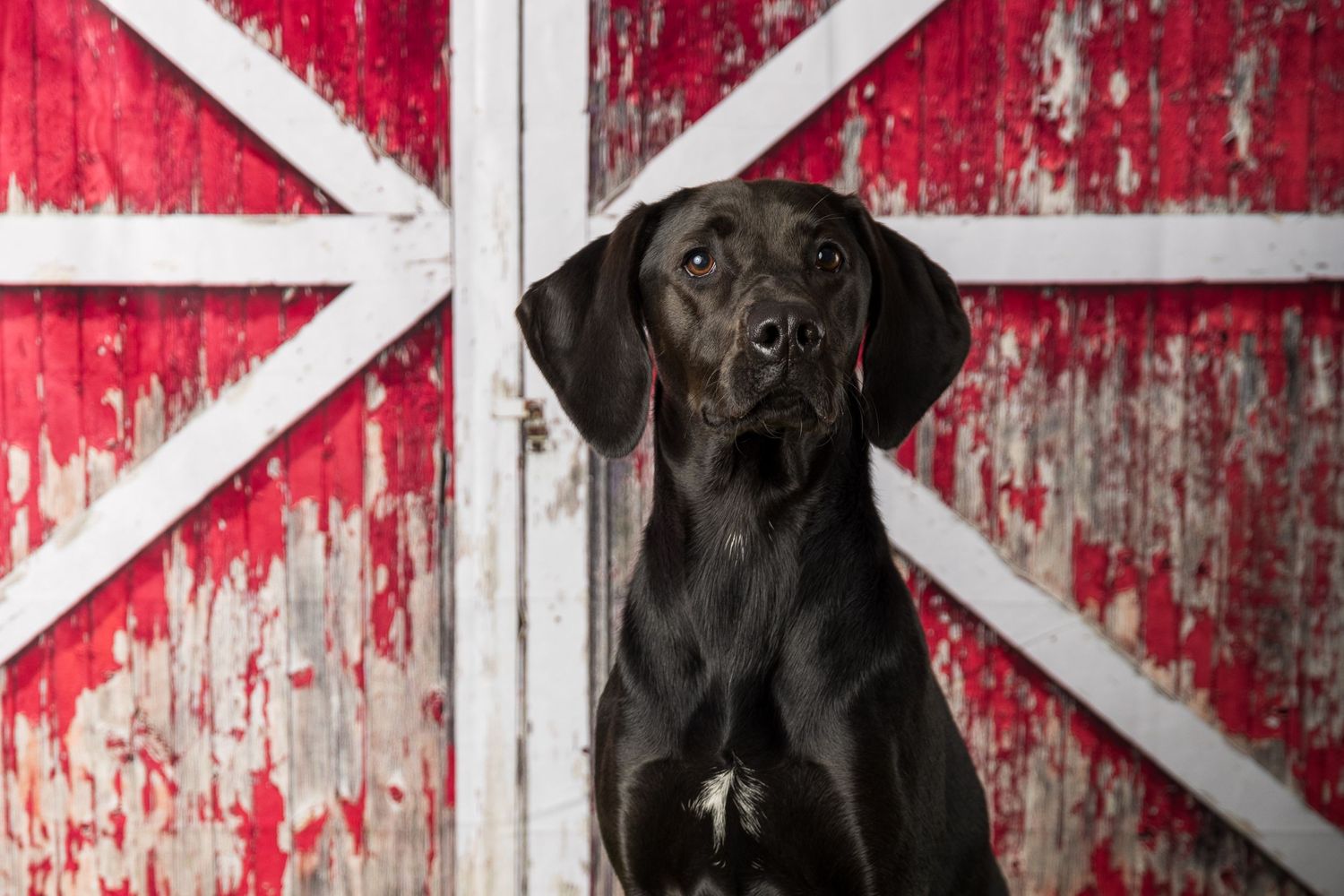 Black Labrador dog poses regally against a weathered red and white barn door backdrop.