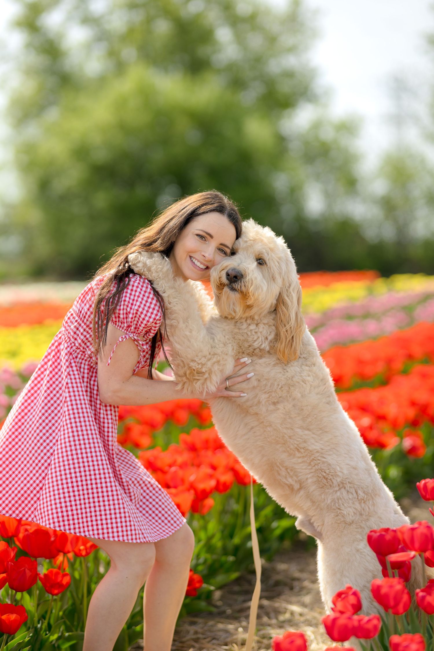 A red gingham dress stands out among vibrant red tulips as a golden doodle dog plays nearby. Ottawa Portrait Photographer
