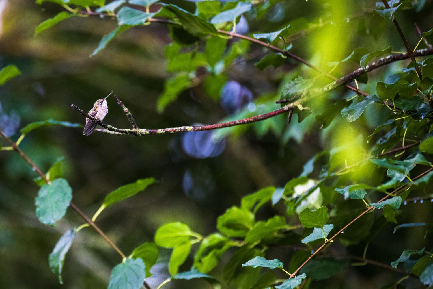 Hummingbird Taking A Second To Stop | Wildlife Photographer | Tim Gowling Photography
