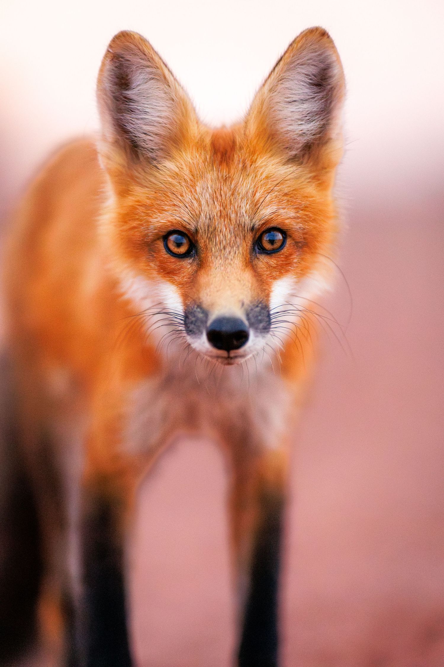 Close-up of a red fox's face showing its piercing amber eyes and alert expression in soft lighting.