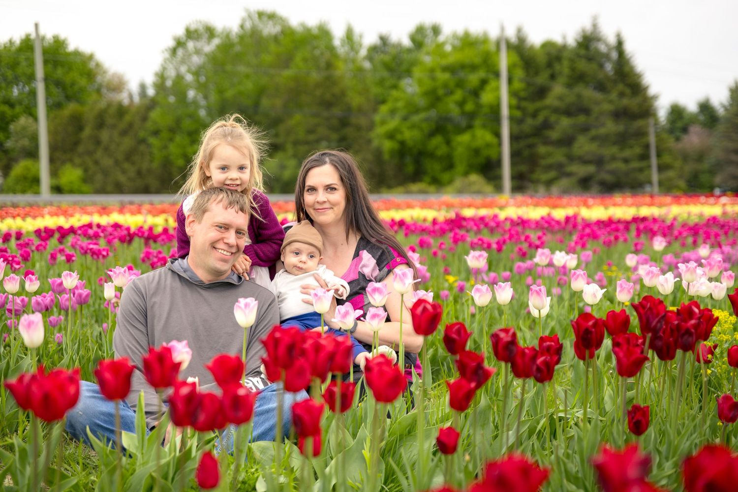 Family of four posing in vibrant tulip field with red, pink, and purple blooms in full spring bloom. Ottawa Photographer Tim Gowling
