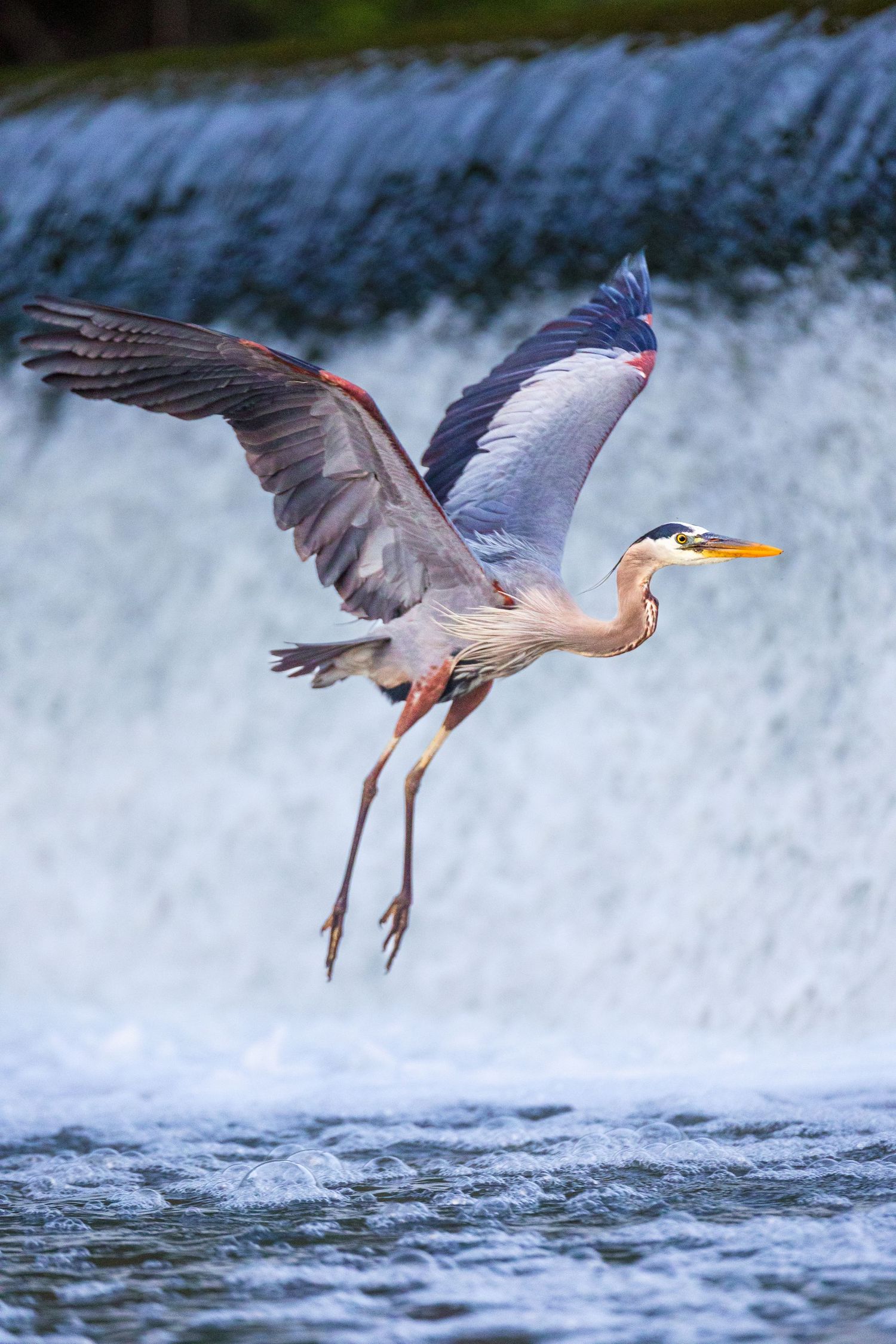Great blue heron takes flight over cascading waterfall, wings spread wide against rushing waters in dynamic nature scene.