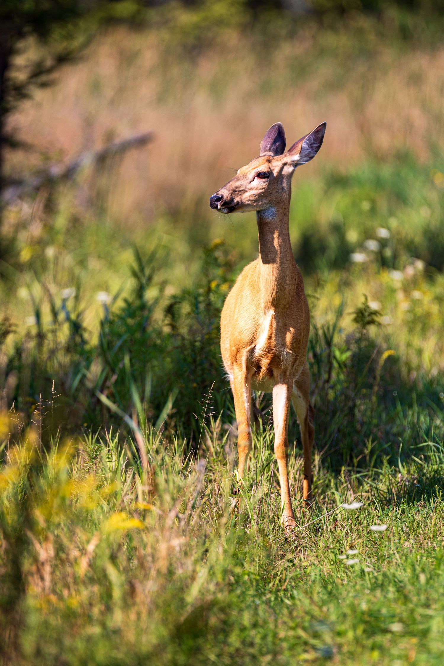 Wildlife Photographer | Tim Gowling Photography