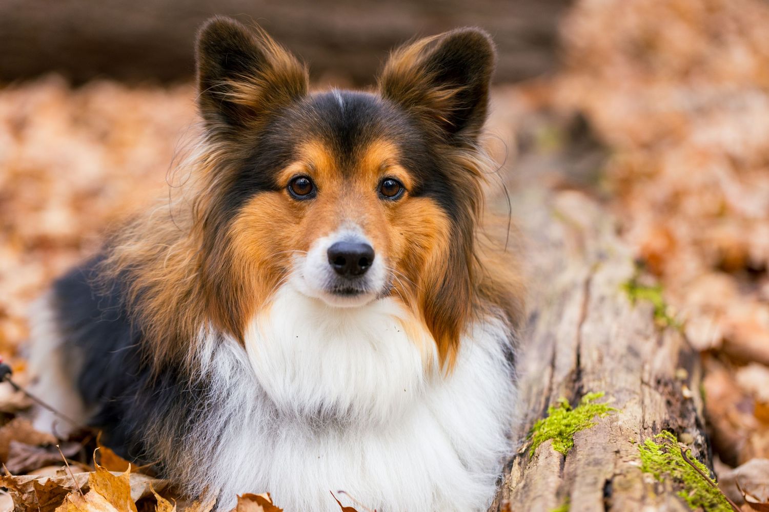 A Shetland Sheepdog with tricolor fur lies among fallen autumn leaves in soft natural lighting.
