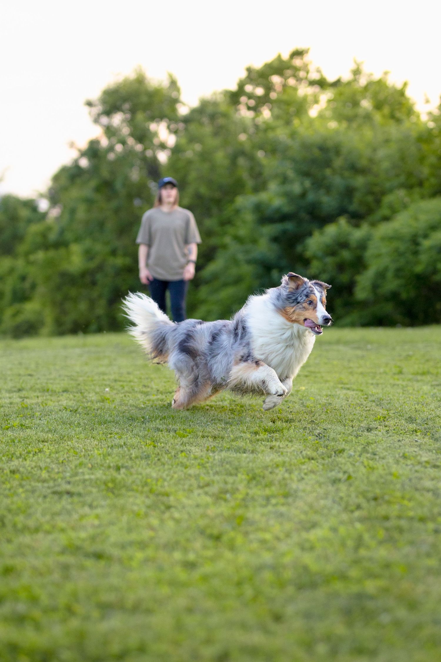Australian Shepherd runs joyfully through green grass field at sunset. Ottawa Portrait Photographer
