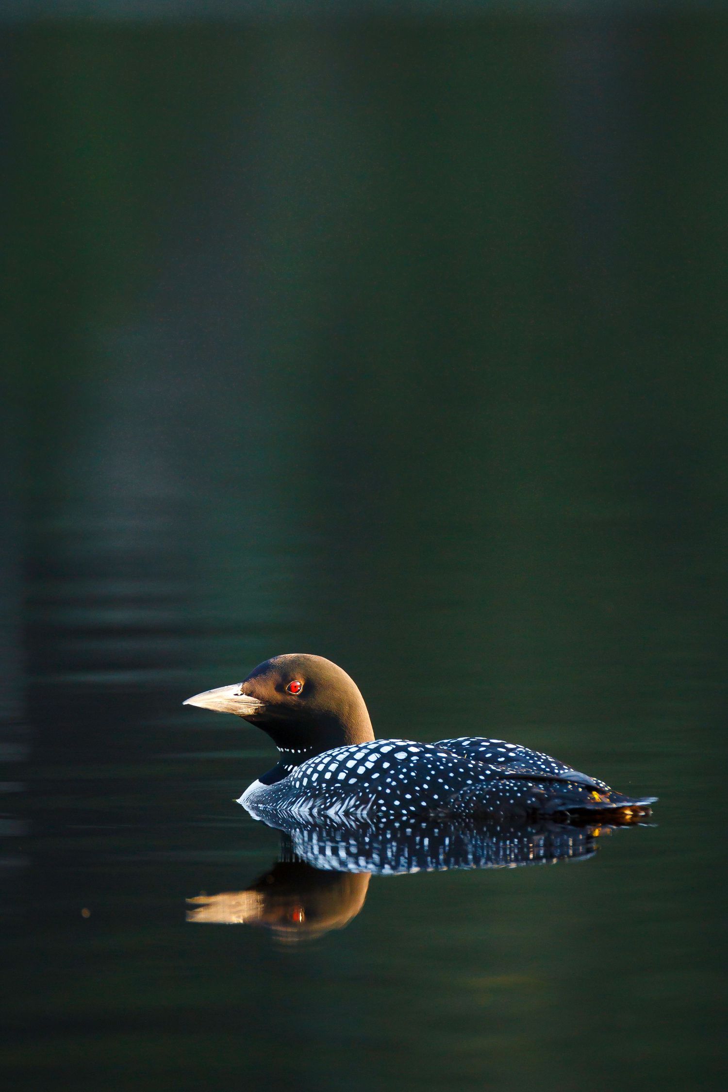 A common loon with spotted black and white feathers glides peacefully across dark reflective waters in natural lighting.