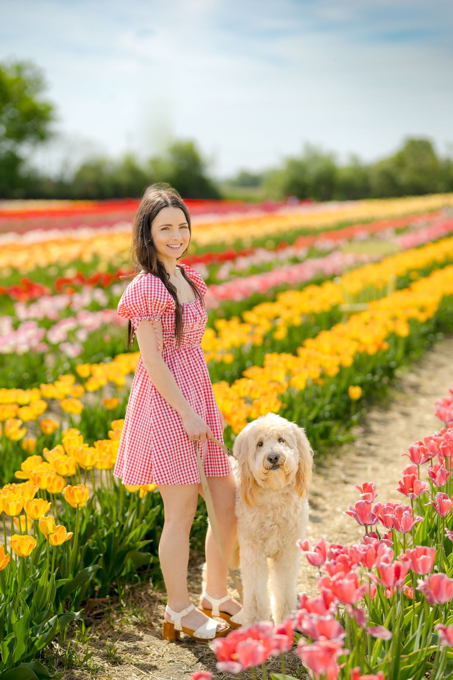 A cheerful scene in a tulip field with rows of pink and yellow flowers and a fluffy dog. Ottawa Portrait Photographer