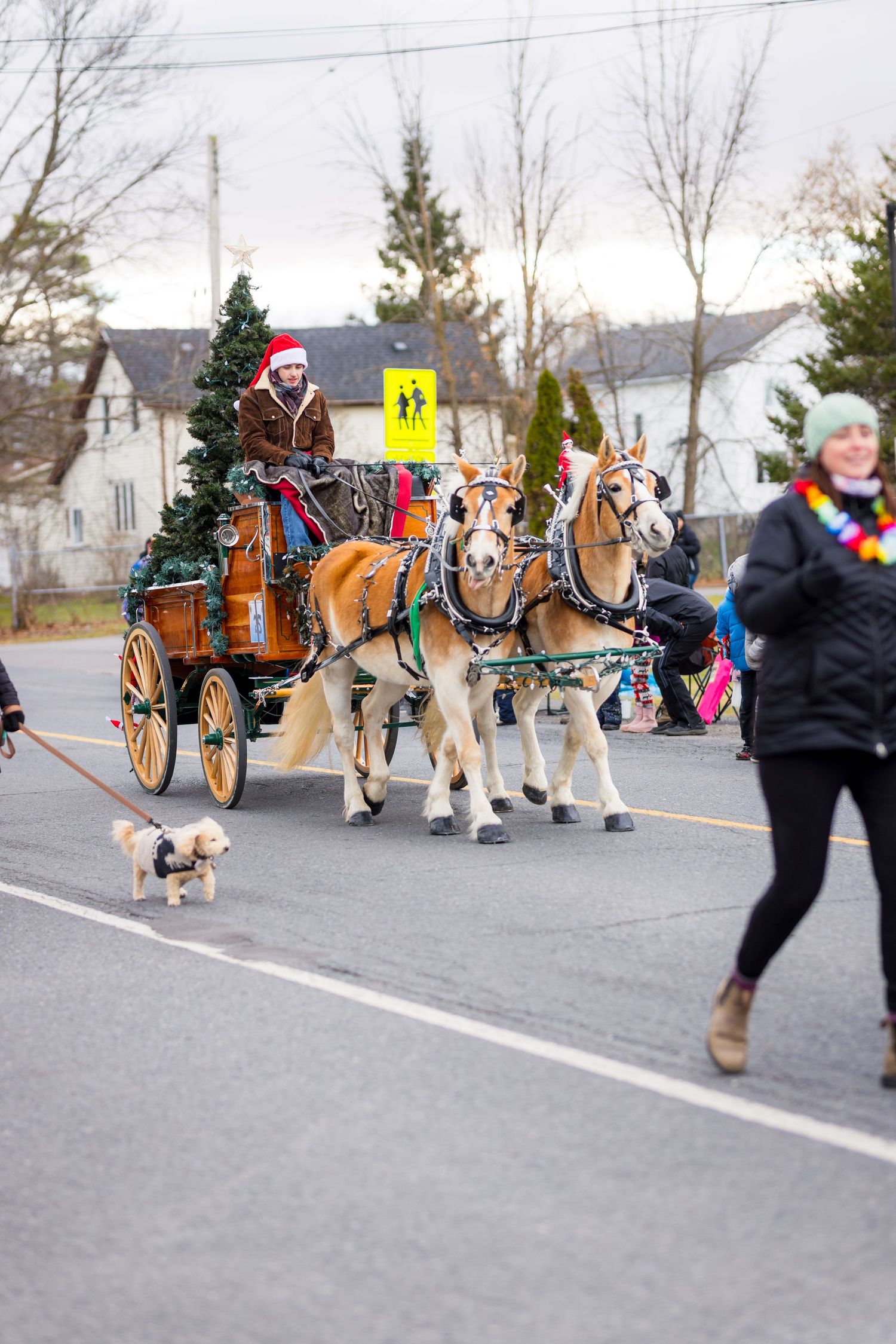 Horse-drawn carriage decorated for Christmas, led by a Santa-hatted driver and a small dog, in the Russell, Ontario holiday parade.