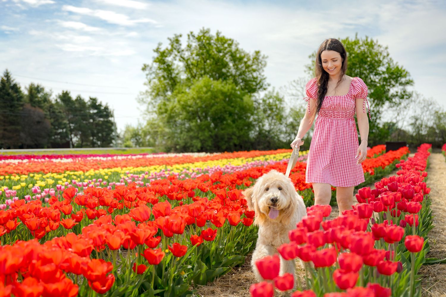 A person in a pink dress walks through vibrant red tulip fields on a bright spring day. Ottawa Portrait Photographer