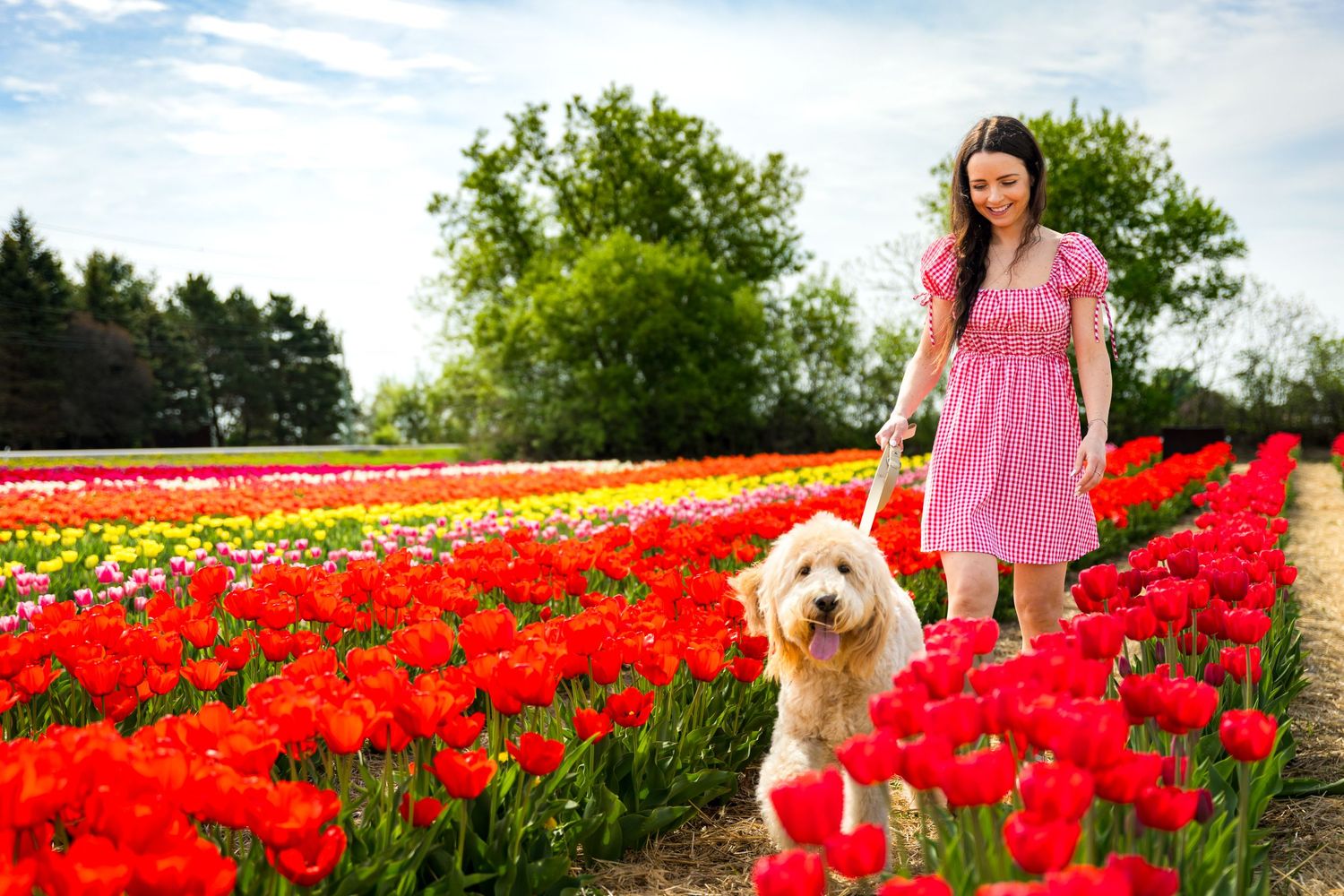 Someone in a pink dress stands with their fluffy white dog in a vibrant field of red tulips on a sunny spring day. Ottawa Wedding Photos