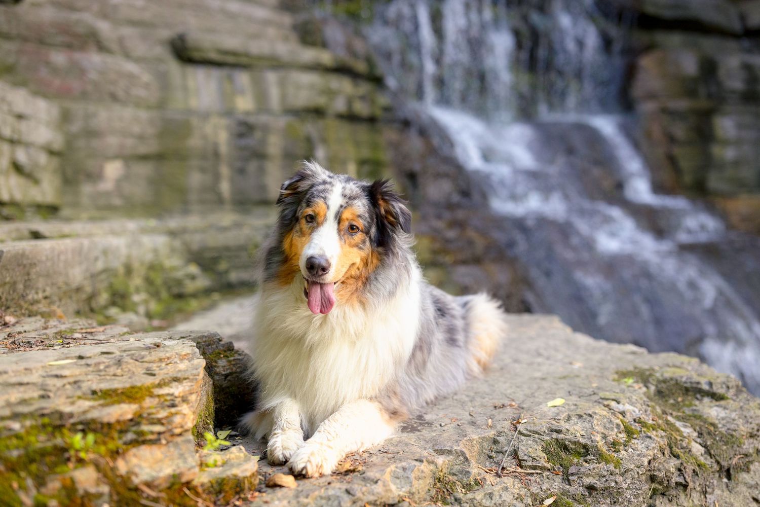 Australian Shepherd dog relaxes on rocky ledge with waterfall cascading in background. Ottawa Portrait Photographer