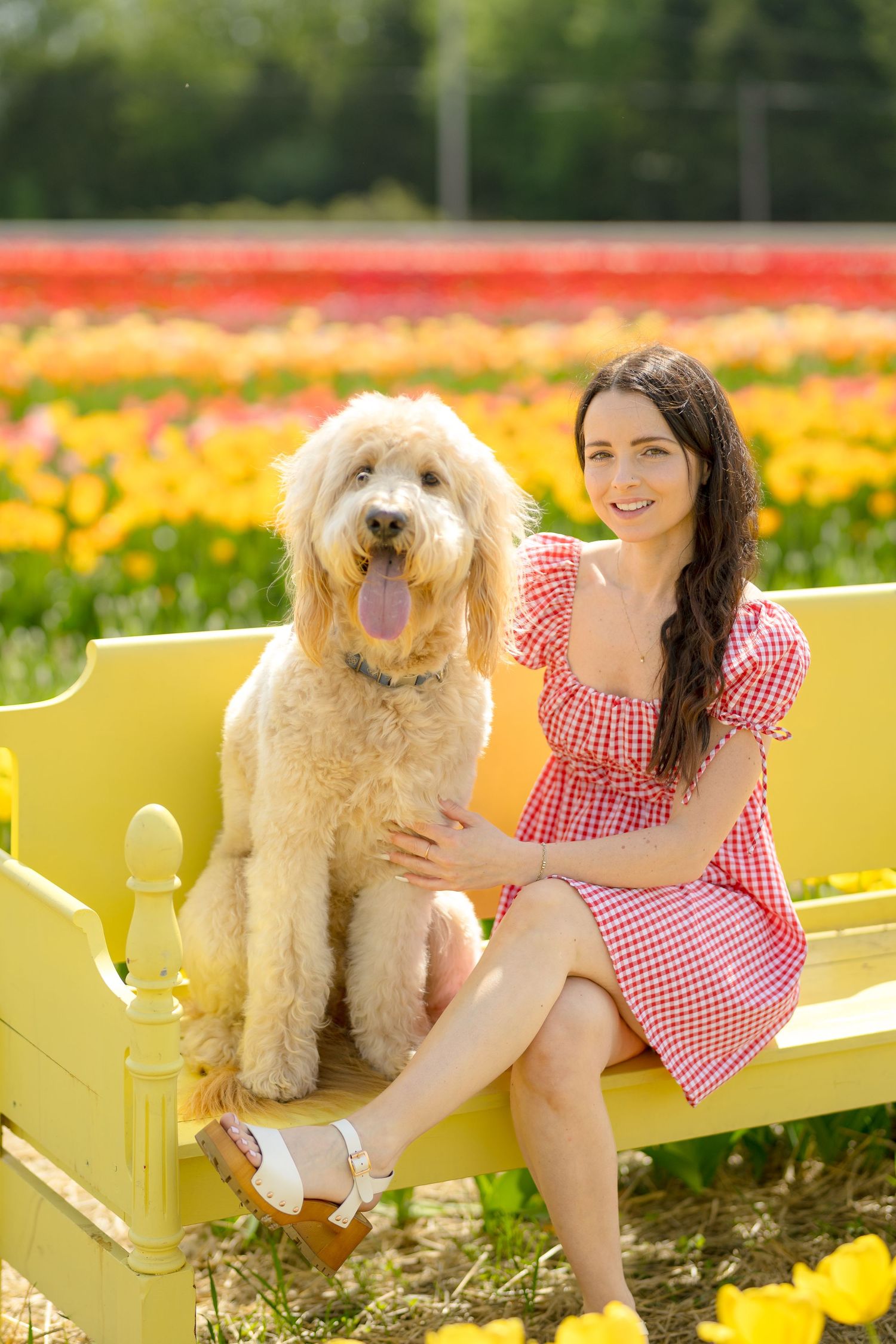 A golden doodle dog and someone in a red gingham dress relax on a yellow bench among tulips. Ottawa Portrait Photographer