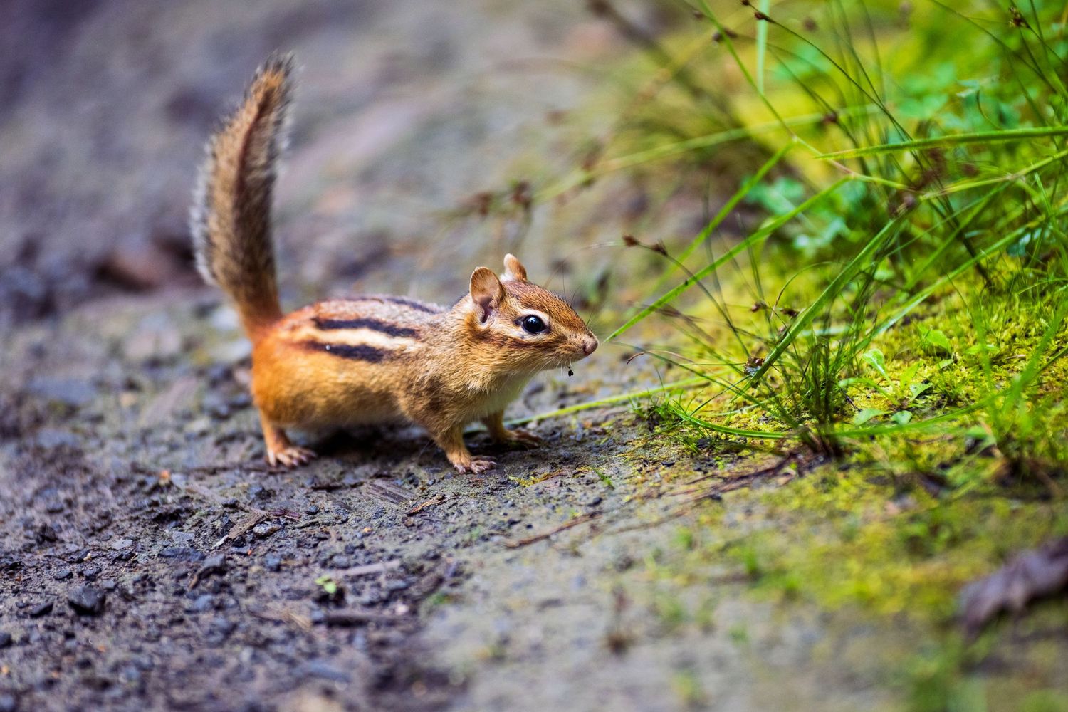Ottawa Wildlife Photographer | Tim Gowling Photography