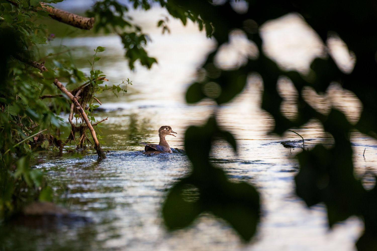 A young wood duck photographed through tree branches on a tranquil river.