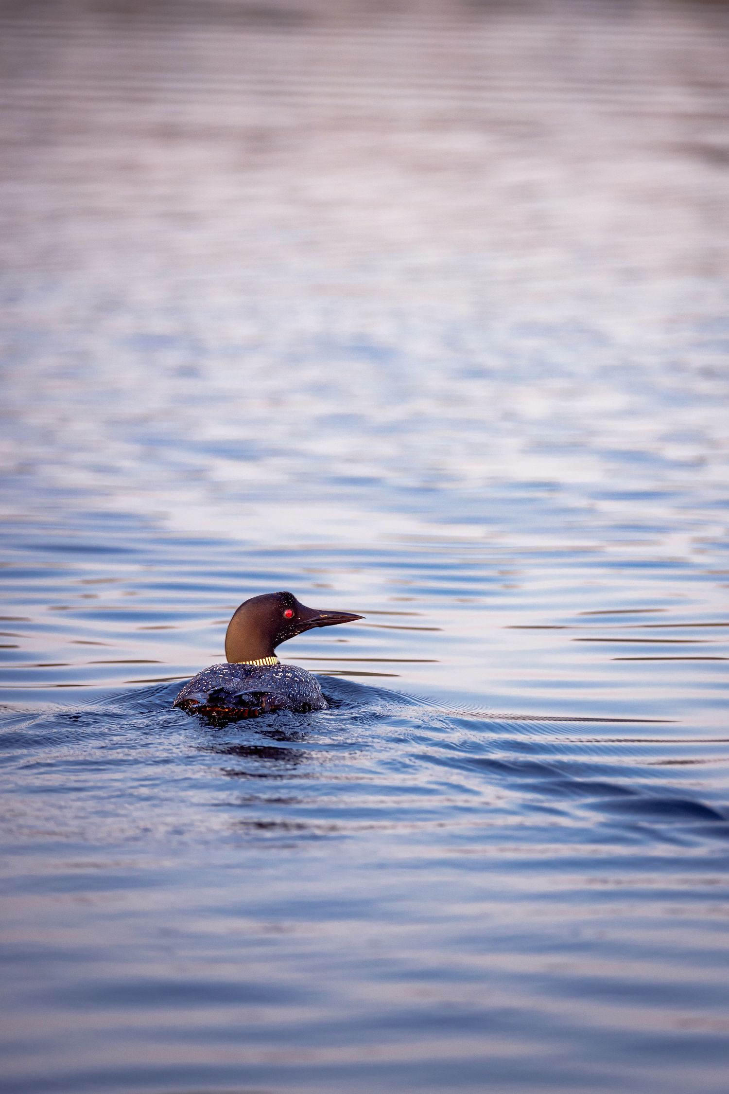 Wildlife Photographer | Tim Gowling Photography