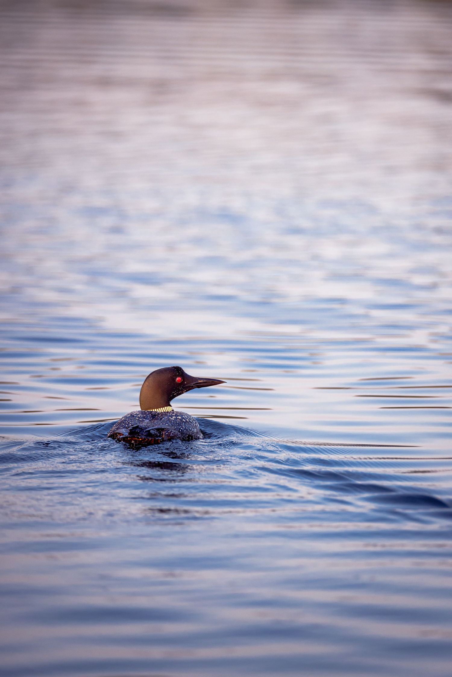 A Loon swimming in calm blue water with its head tilted upward swimming in the lake.