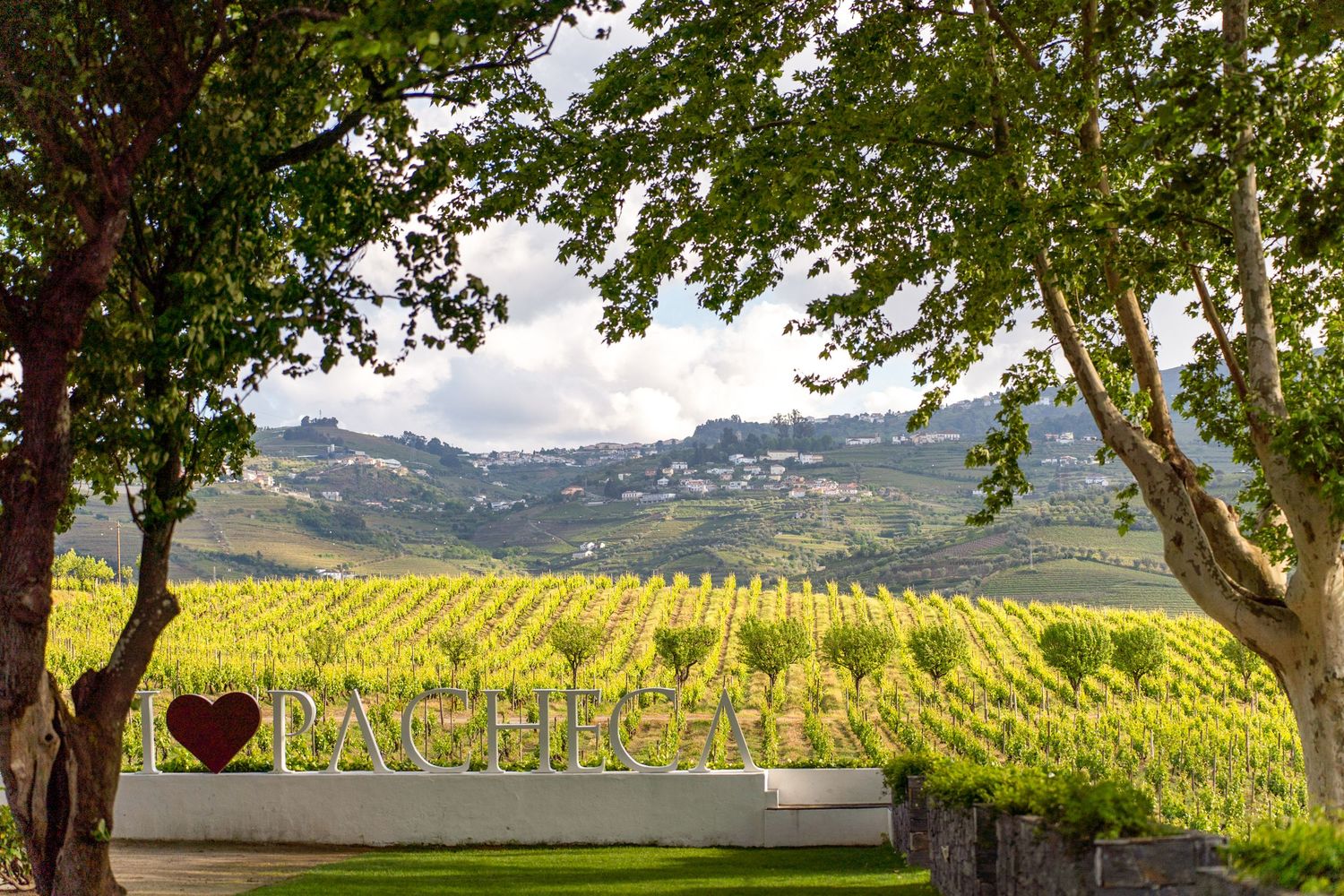 Vista panorâmica das vinhas na Quinta da Pacheca, no Douro, ambiente natural para casamento