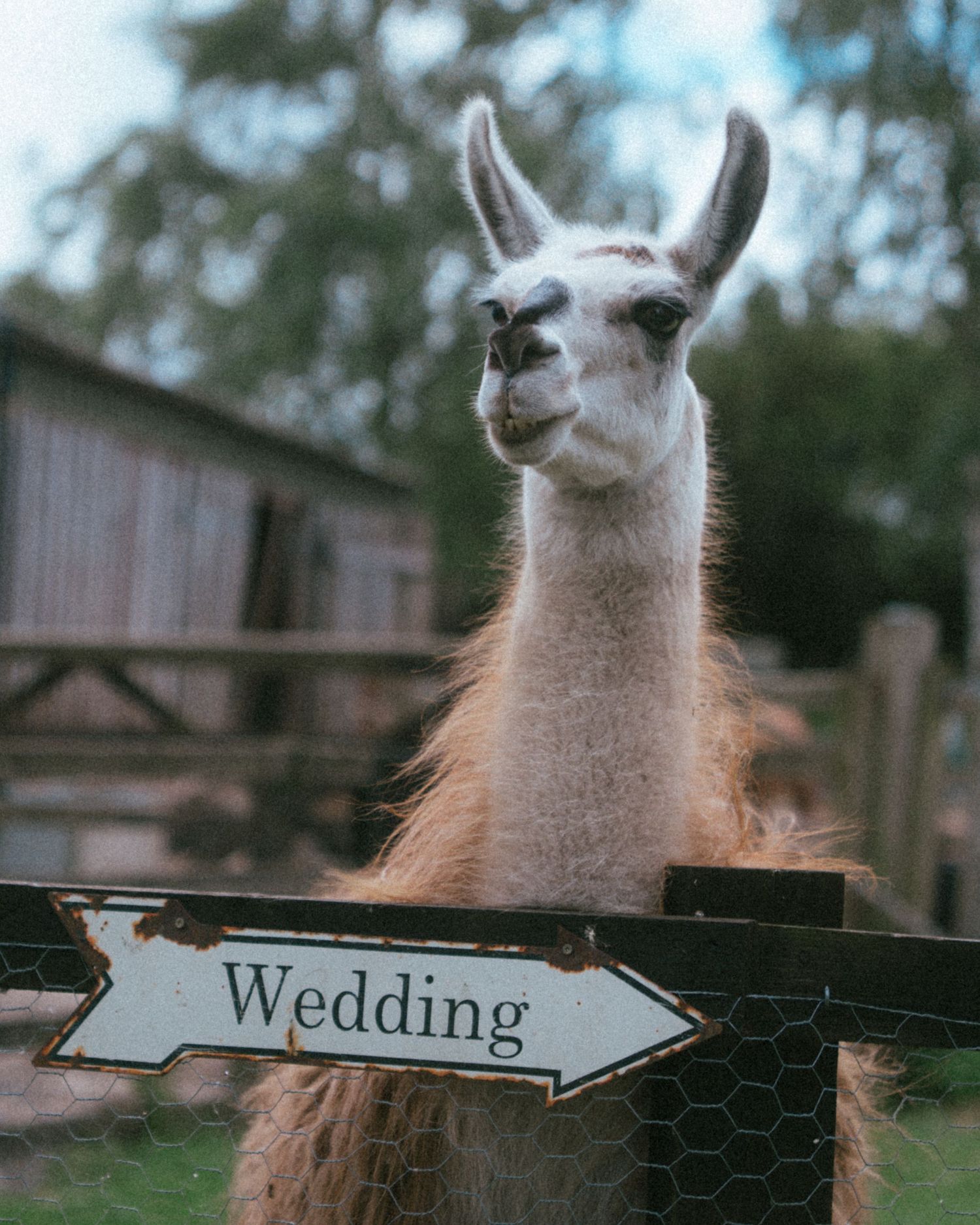 Curious llama peers over fence beside a Wedding directional arrow sign at outdoor farm venue.