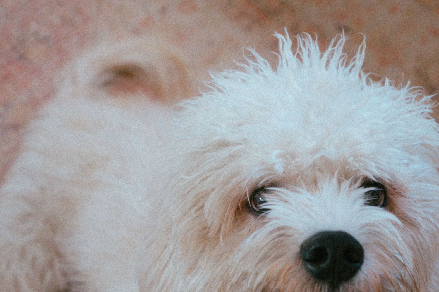 Close-up of a fluffy white Bichon Frise puppy with dark eyes and a black nose looking up curiously.