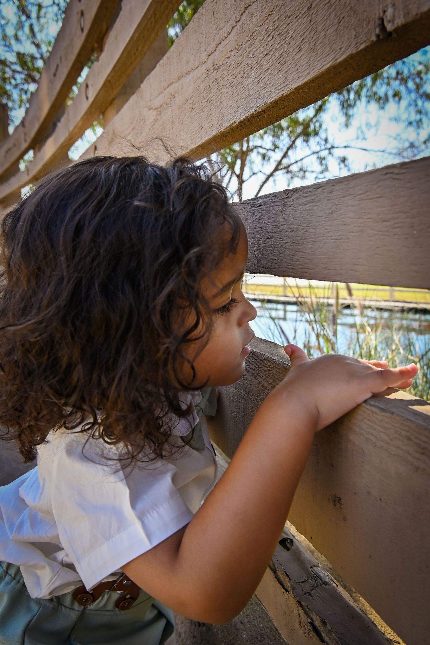 Curly-haired toddler girl peering through wooden fence slats at a sunny outdoor nature scene.