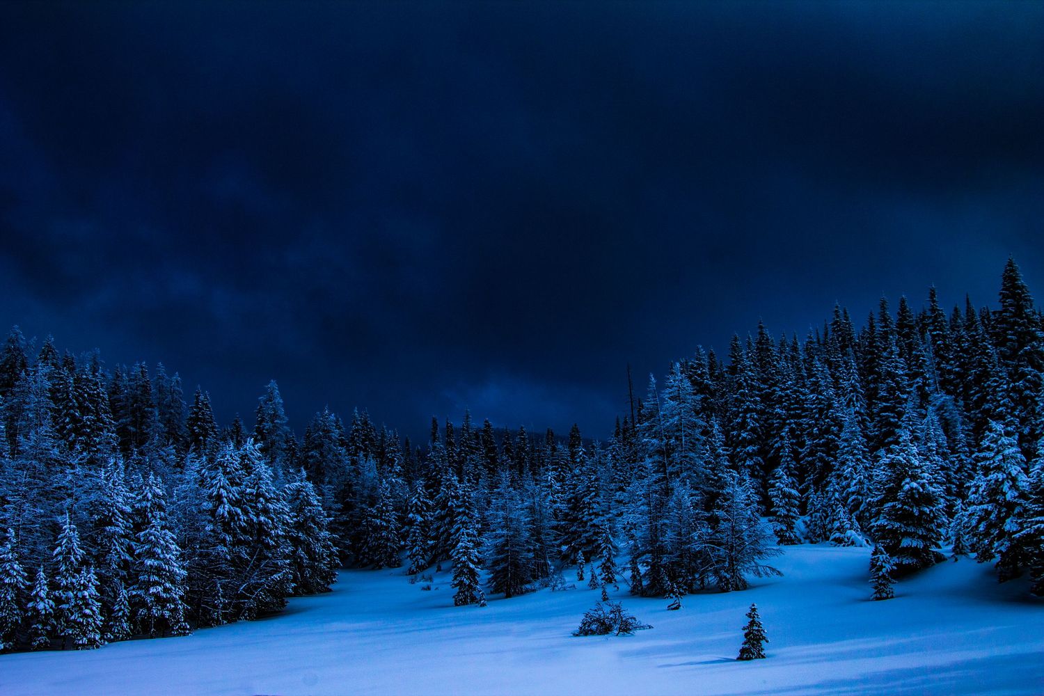 Snow-covered evergreen forest landscape under dark blue winter night sky.
