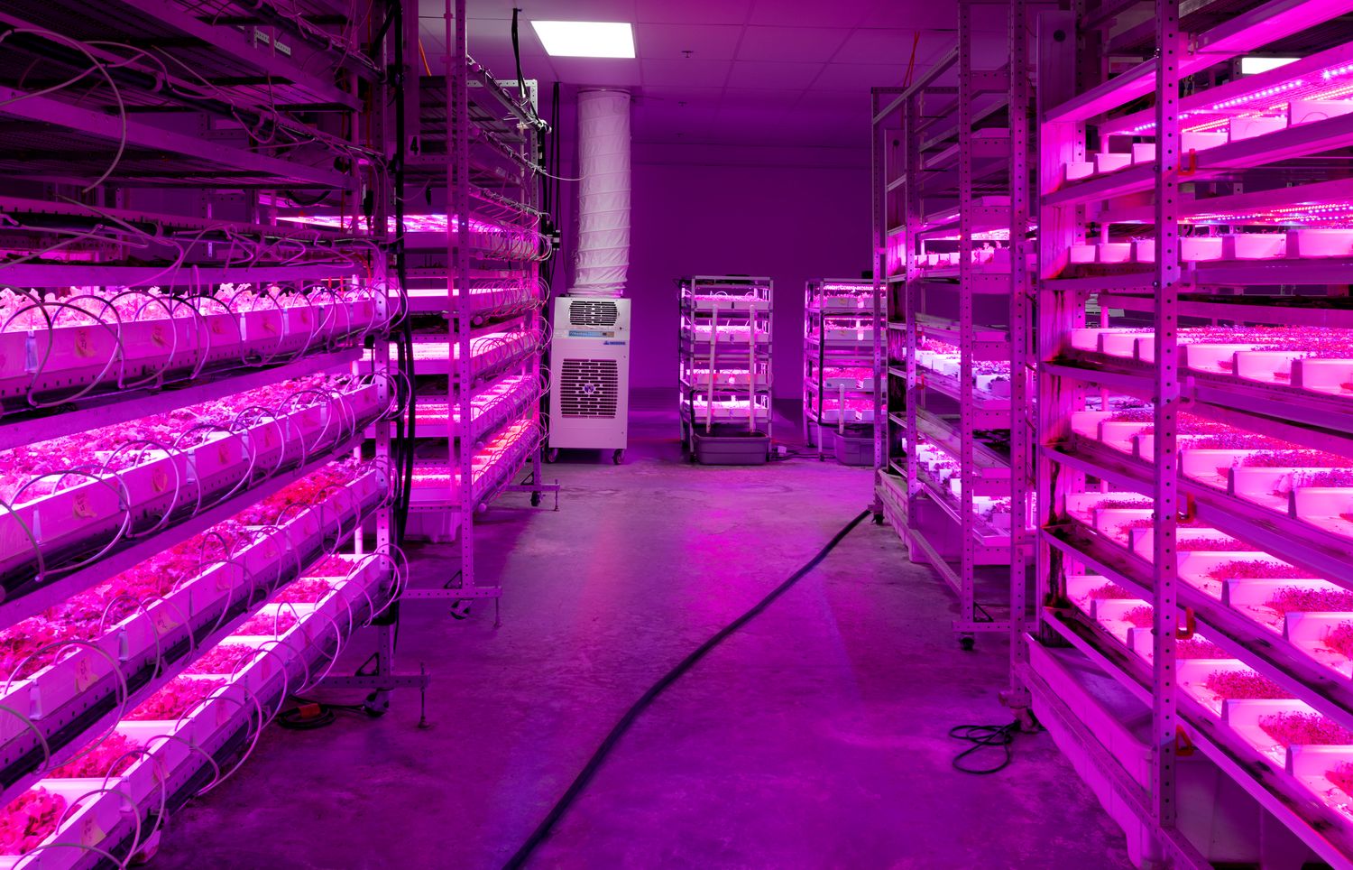 Large indoor farming facility with multiple levels of purple LED grow lights.