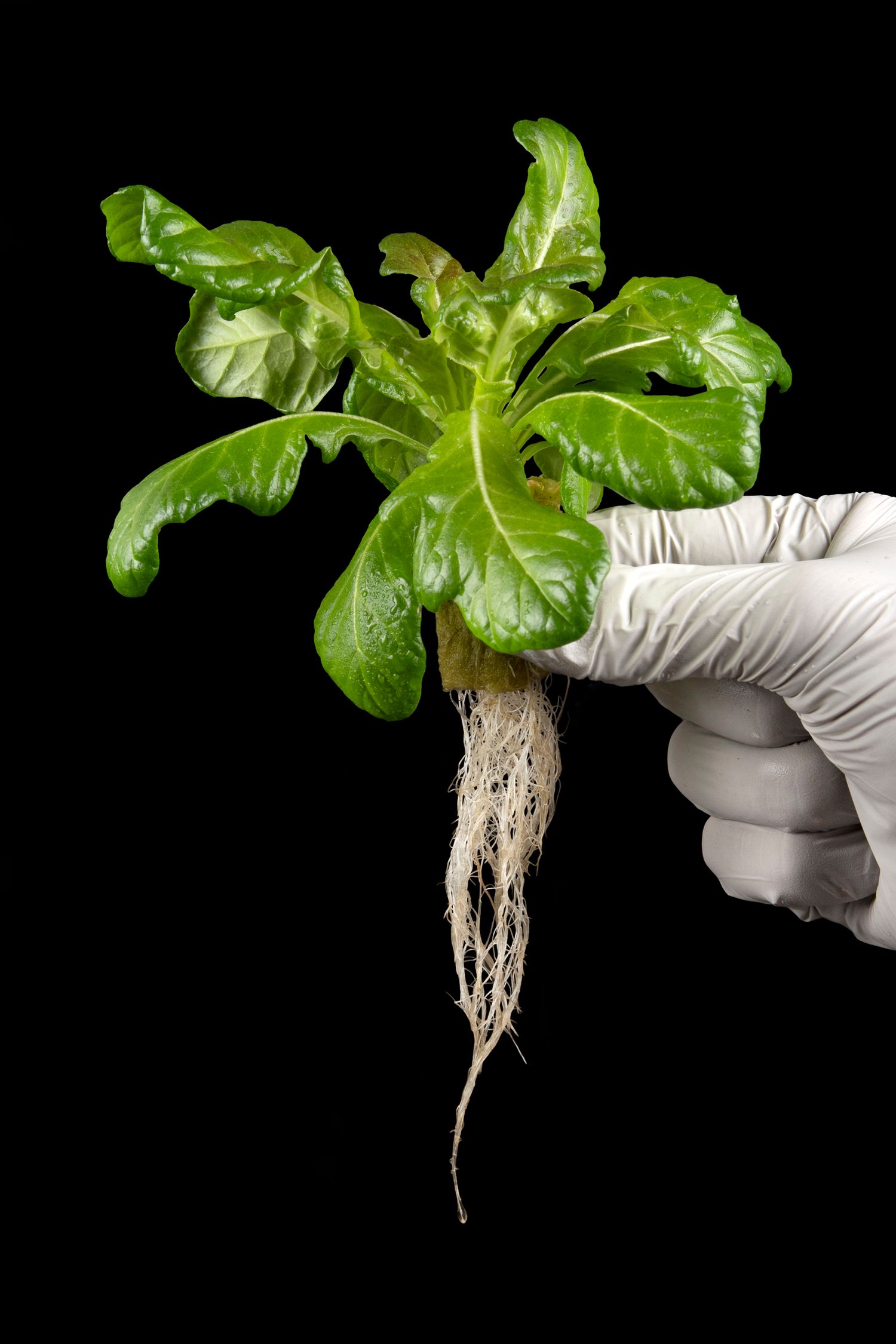 Close-up sequence showing plant roots being held by gloved hands against black background.