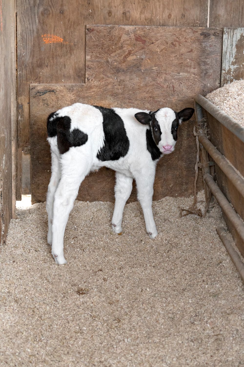 Black and white Holstein calves resting on bedding in wooden barn stalls.
