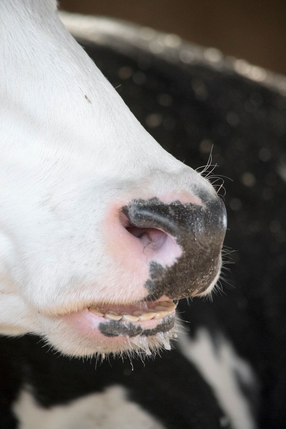 Close-up of a white cow's nose and mouth showing whiskers and pink skin.