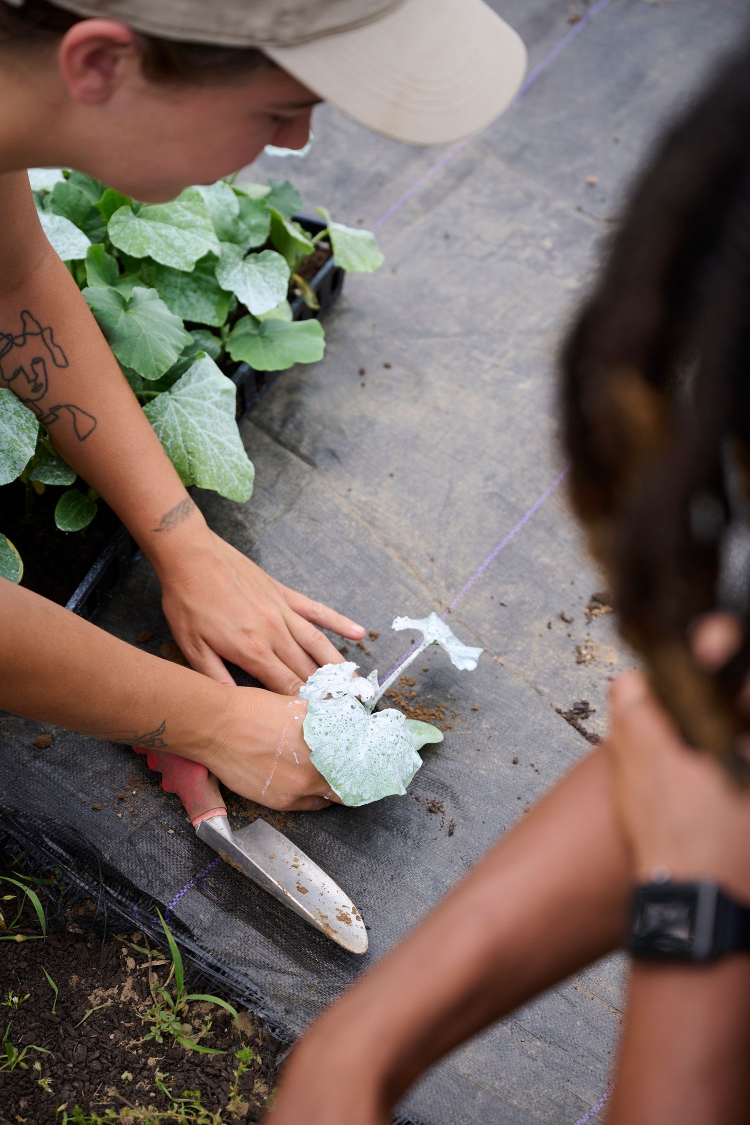 Person using a trowel to transplant a seedling into garden soil with black plastic mulch nearby.
