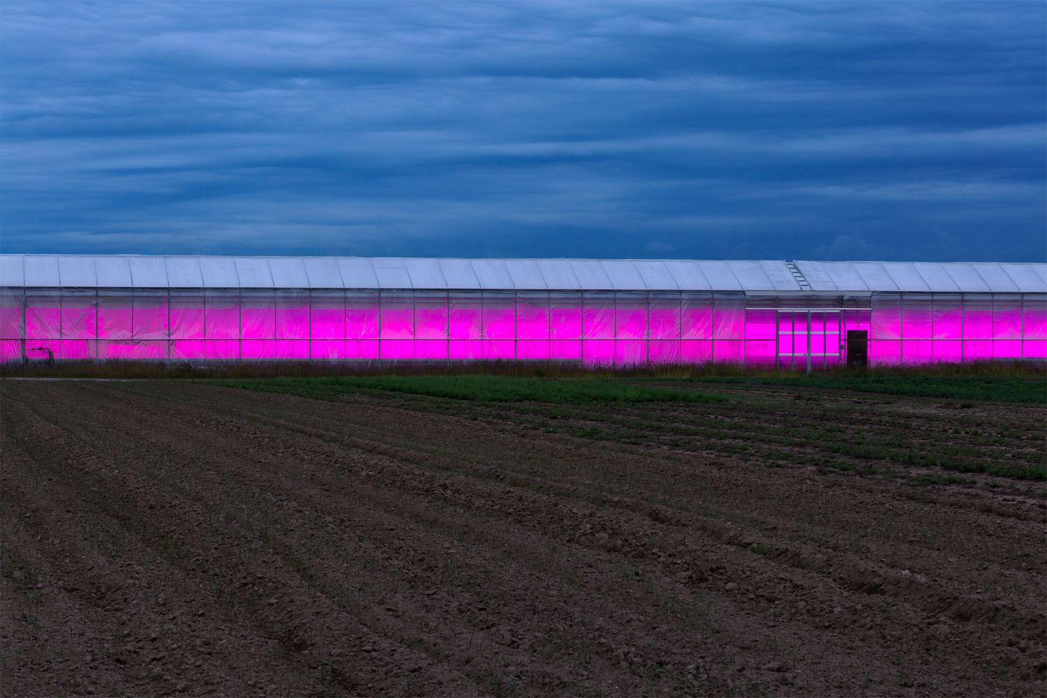 Agricultural field with glowing purple greenhouse on horizon at twilight.
