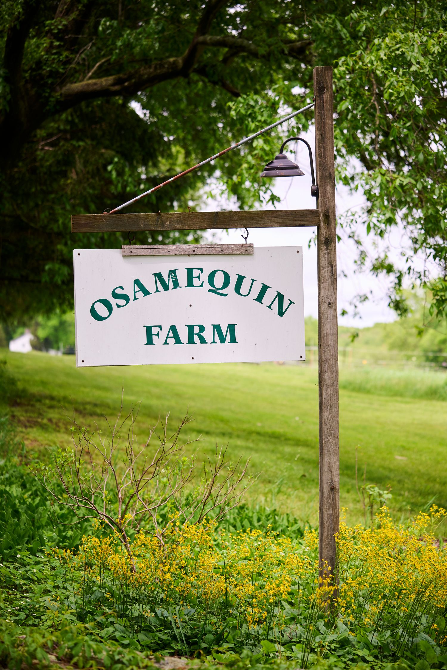 Osamequin Farm wooden sign with green text, hanging from a post surrounded by lush greenery and yellow wildflowers.