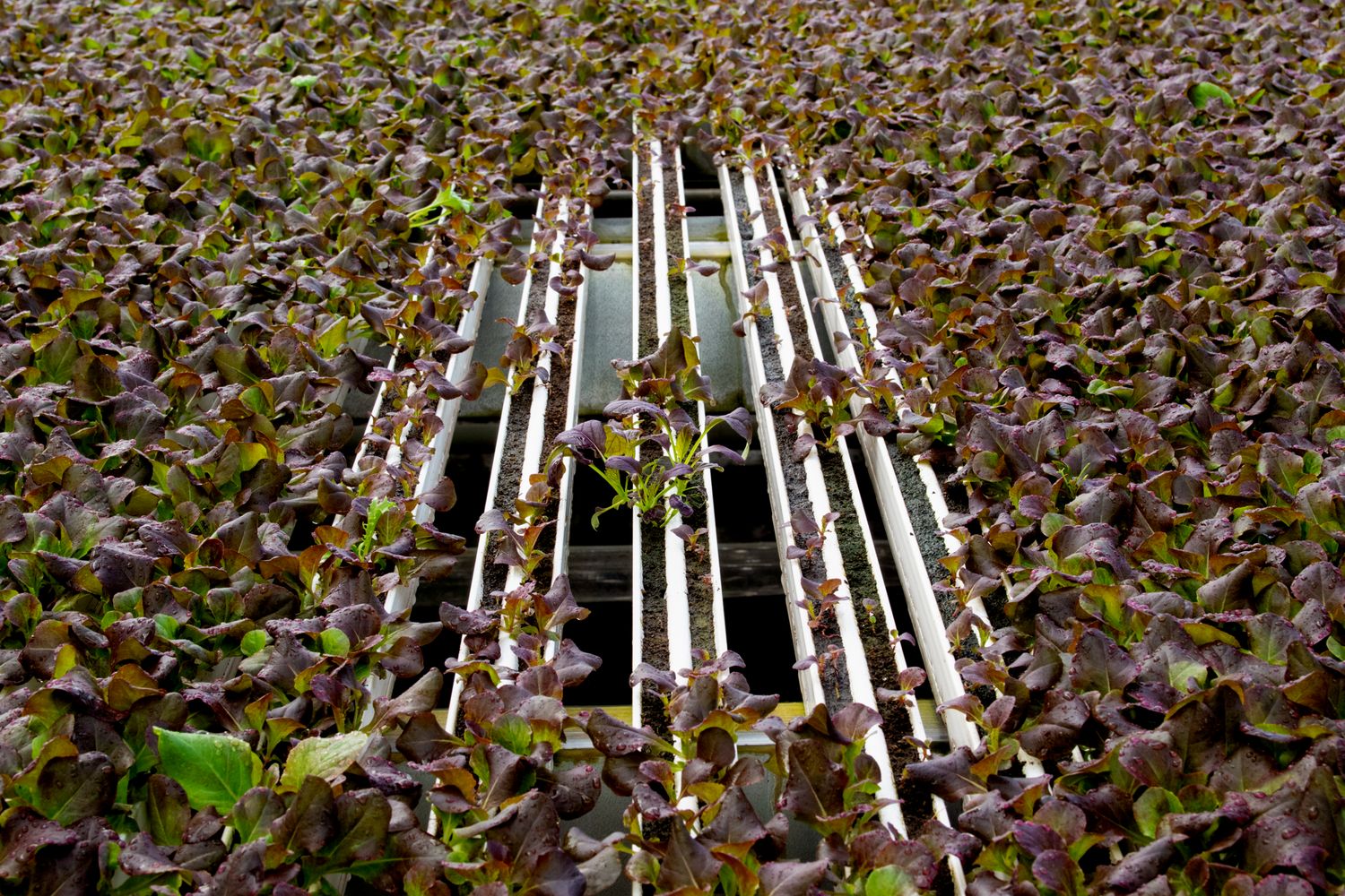 Rows of white irrigation pipes running through a dense field of green plants.