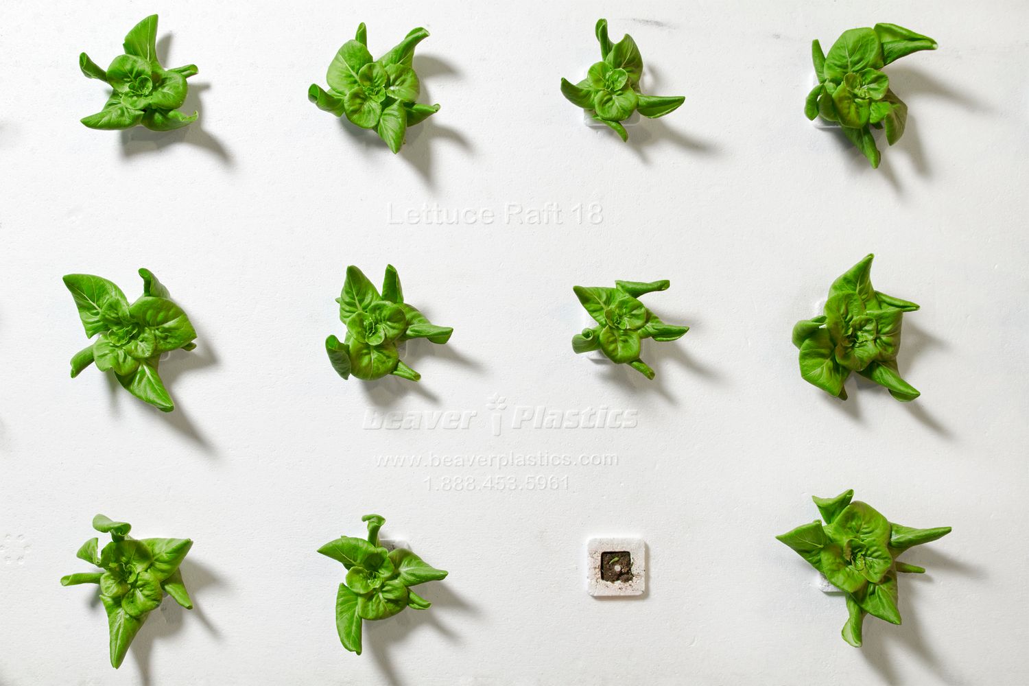 Pattern of small green plants arranged in rows against white background.