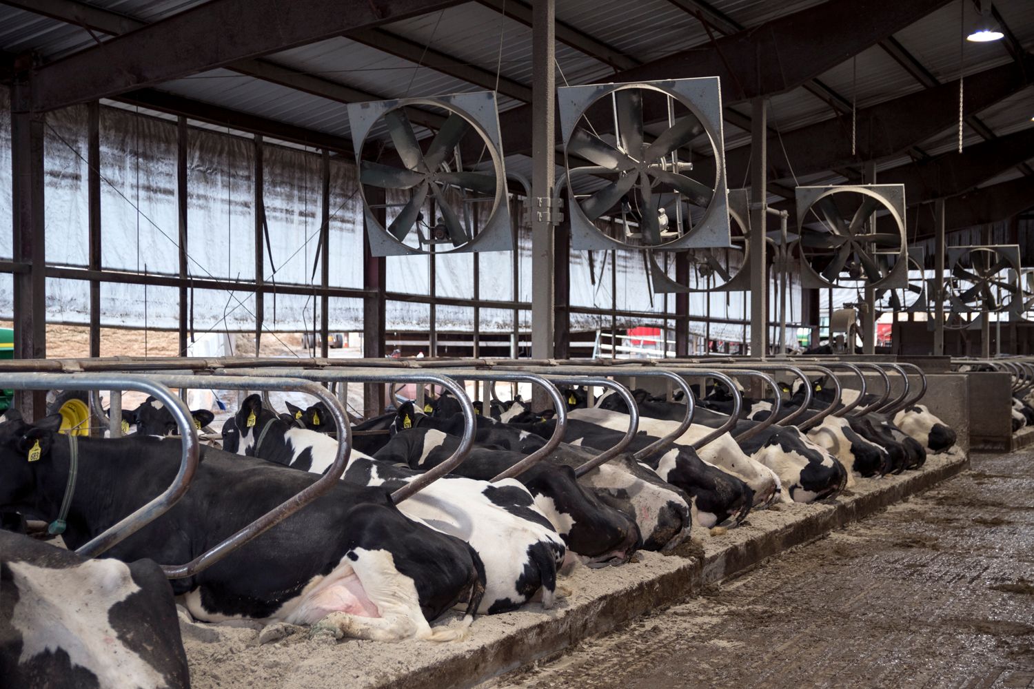 Large dairy barn interior with rows of Holstein cows in milking stalls.