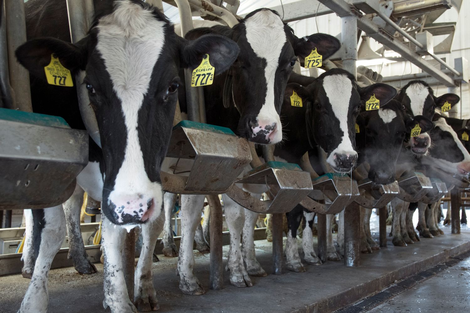 Row of black and white dairy cows lined up in milking parlor.