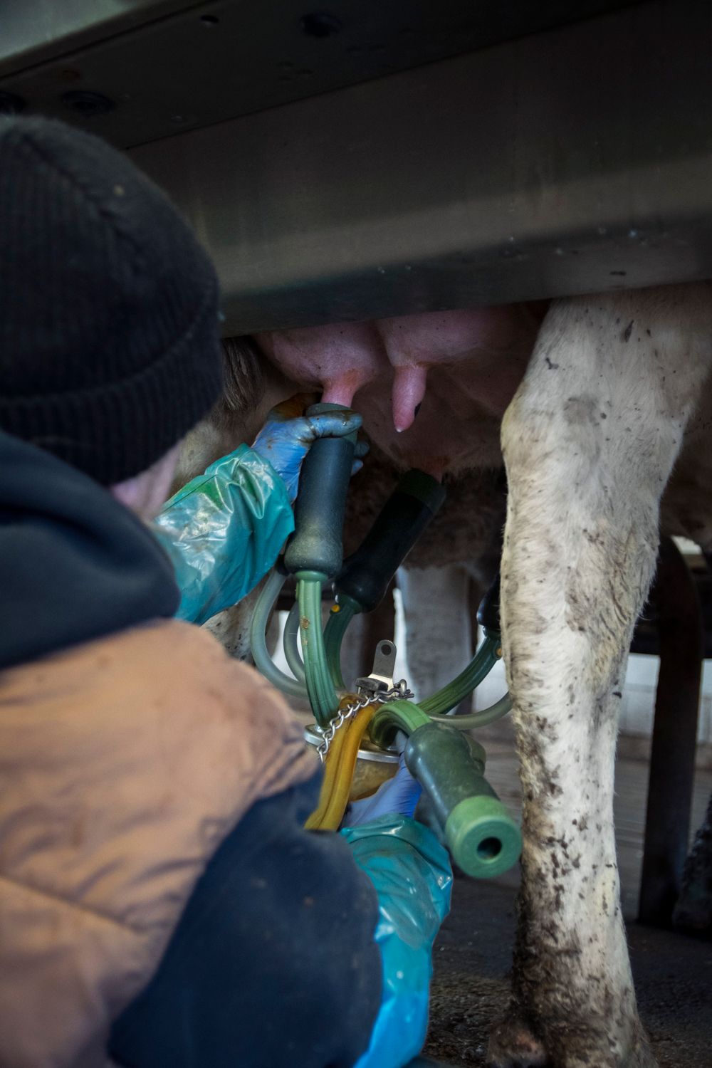 Hands working on dairy equipment maintenance in dimly lit space.